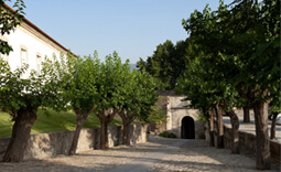 Alley with trees in Chaves